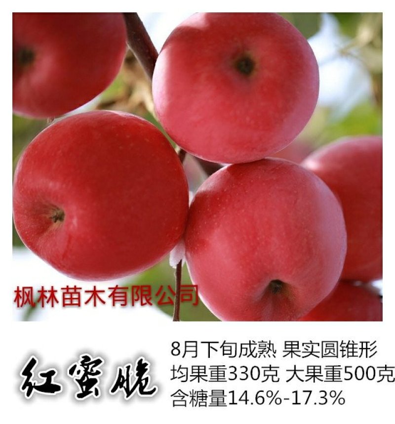 水蜜桃苹果苗,红思尼克苹果苗,瑞雪,秦脆苹果苗香妃苹果苗