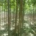杜仲苗杜仲树80cm以上籽播苗药材基地直发