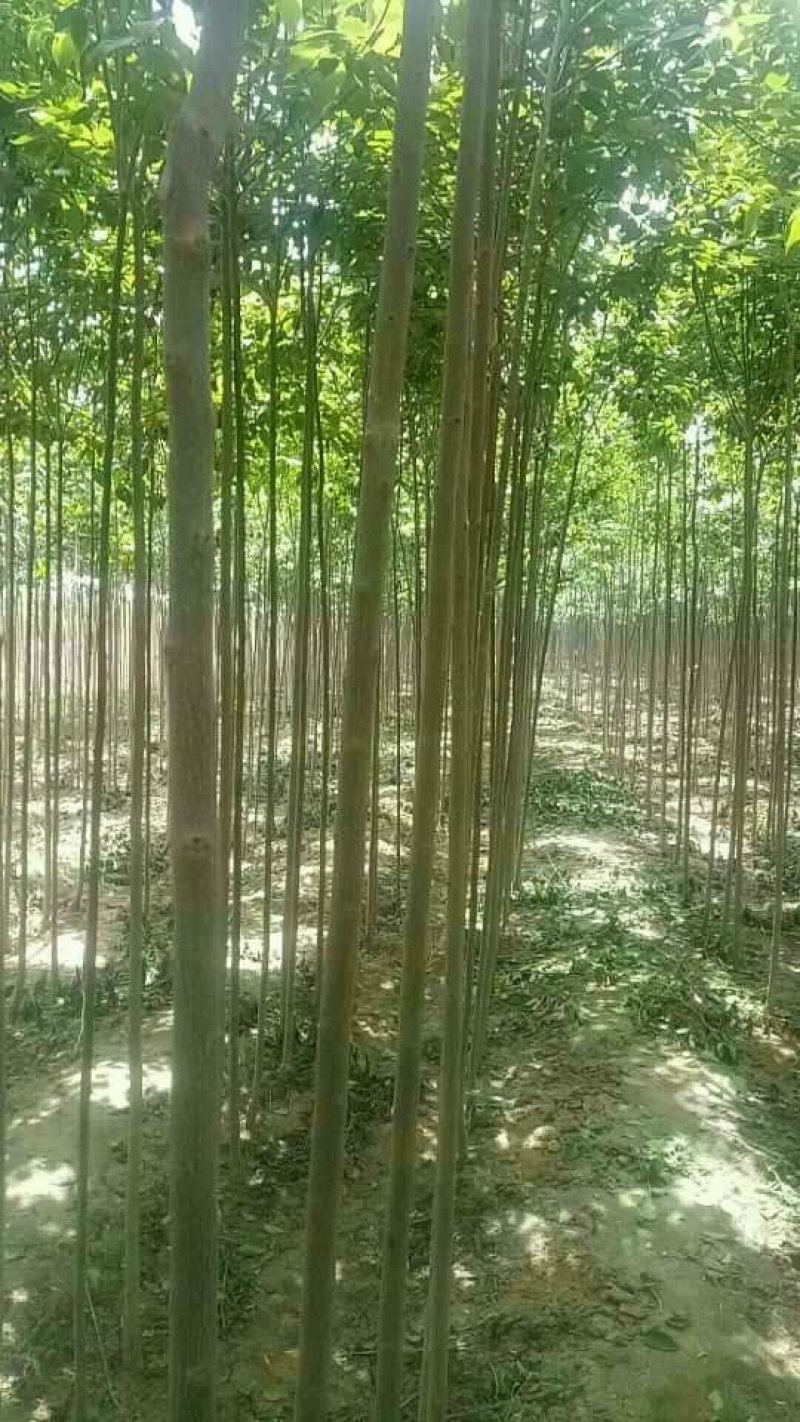 杜仲苗杜仲树80cm以上籽播苗药材基地直发