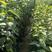 杜仲苗杜仲树80cm以上籽播苗药材基地直发