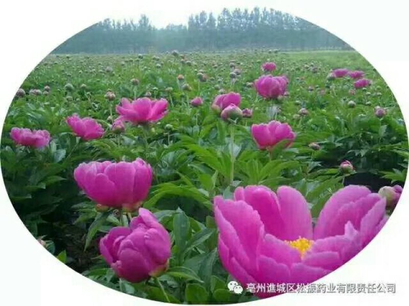 白芍种苗