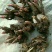 白芍种苗
