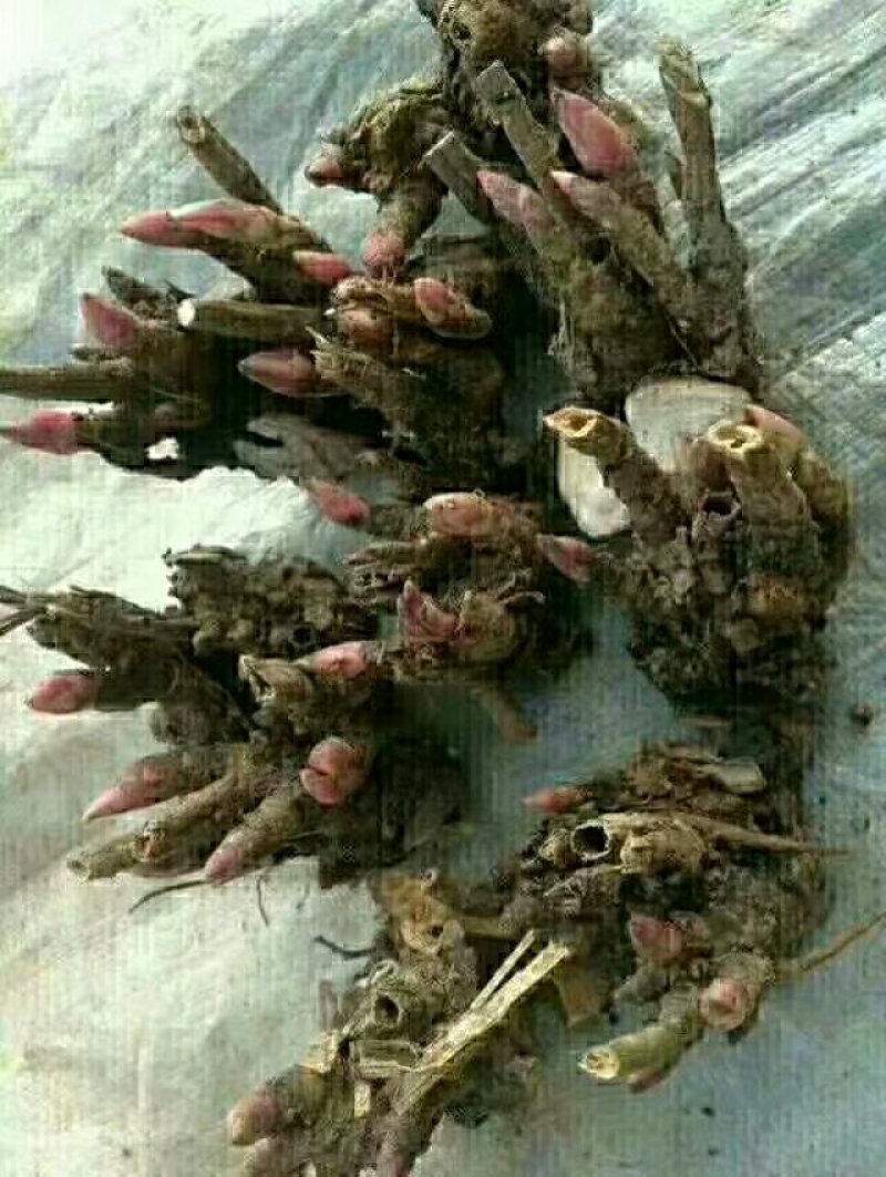 白芍种苗