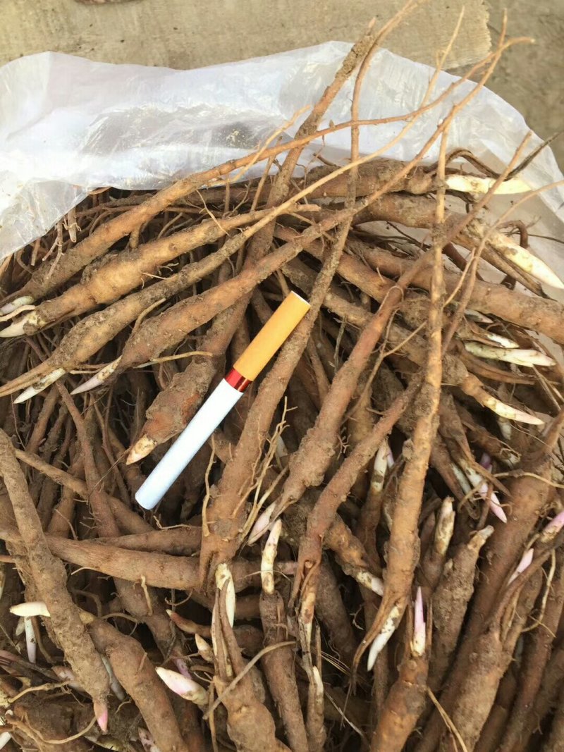 白芍种苗