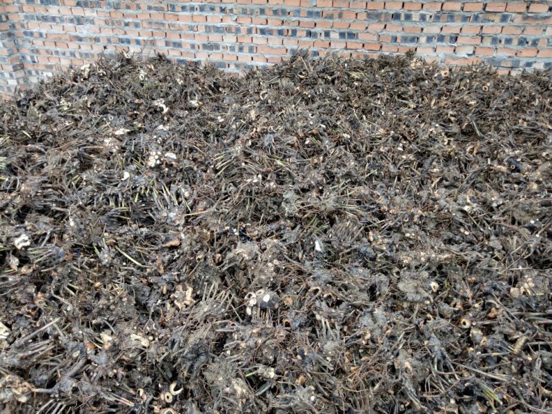 白芍种苗