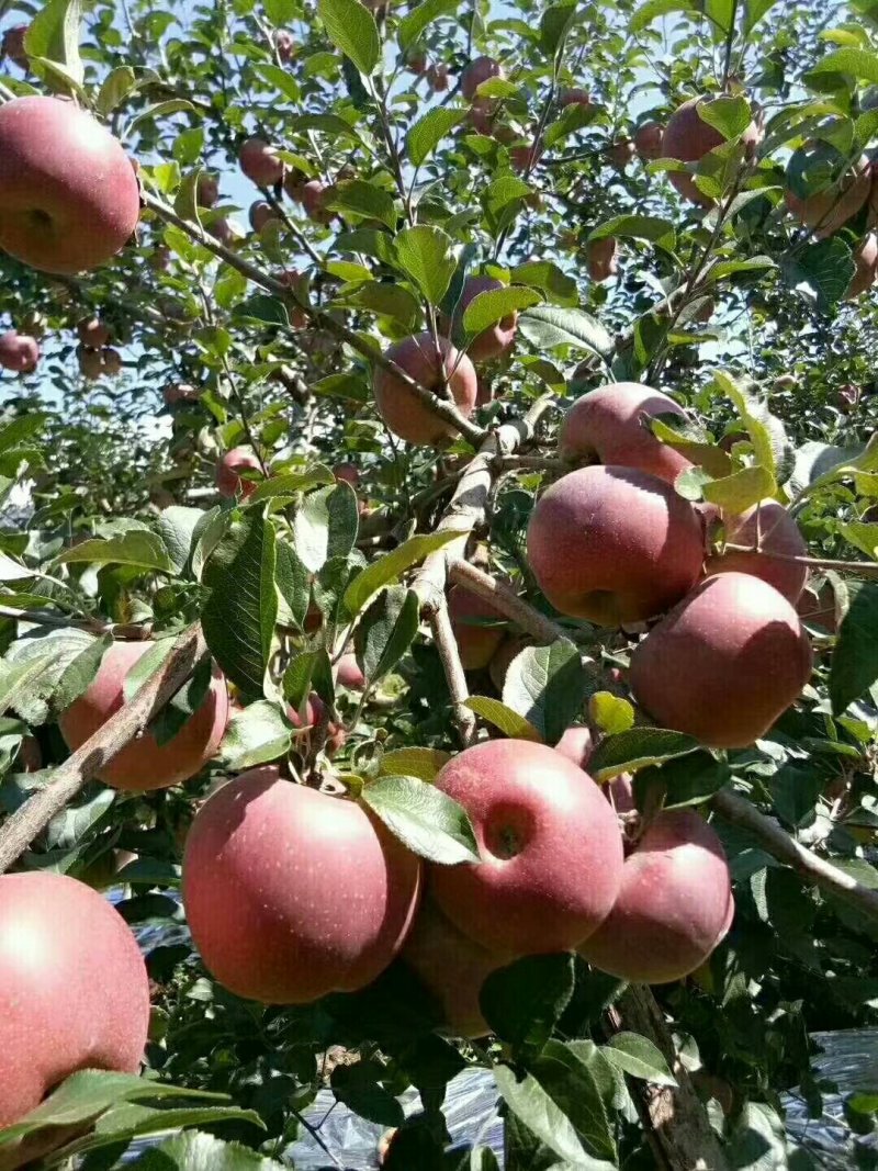 又脆又甜又香的苹果