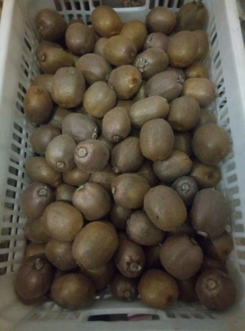 徐香猕猴桃