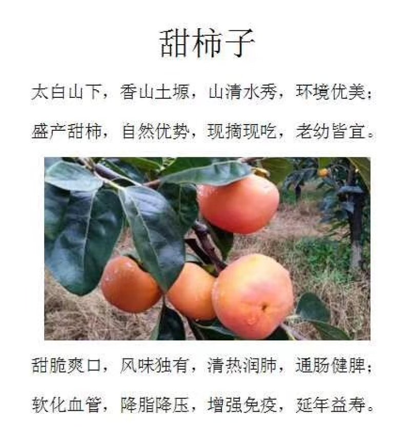 甜柿子日本阳丰