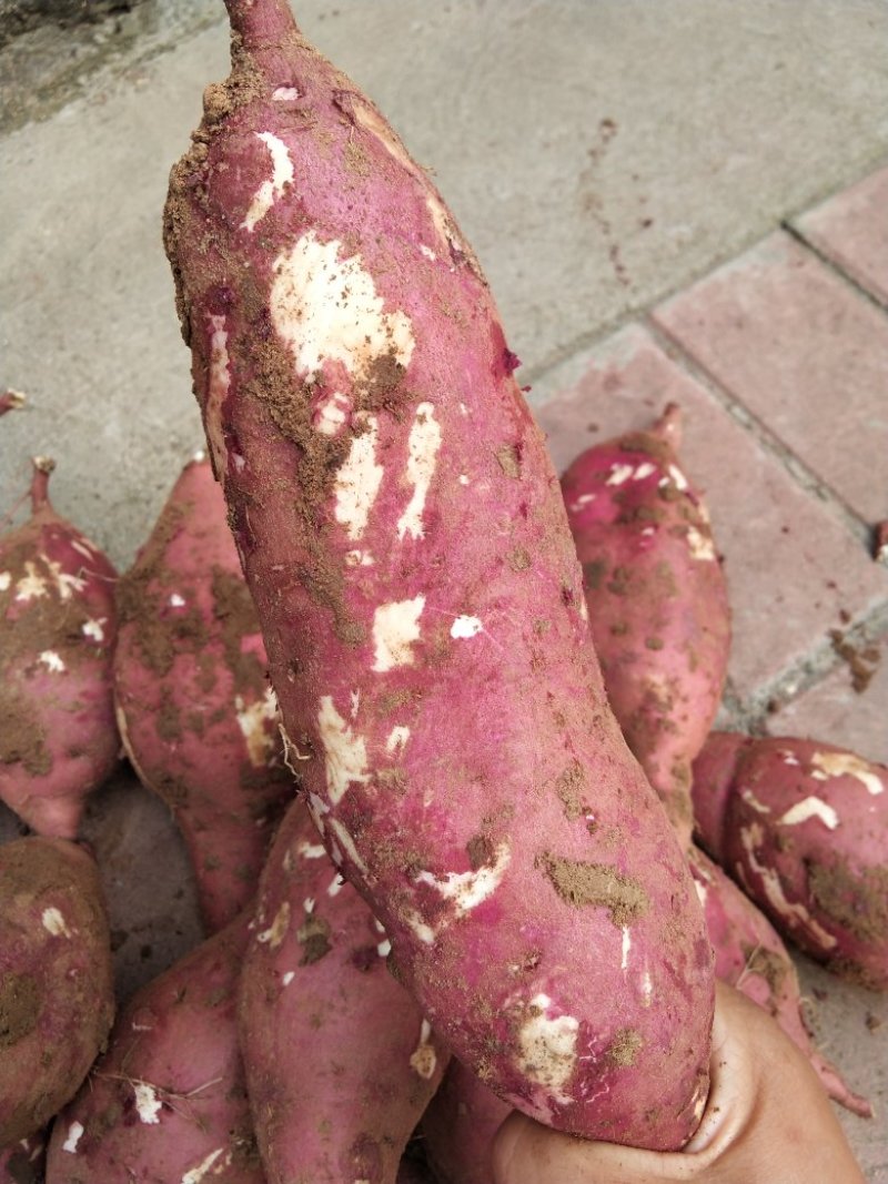 打粉红薯，