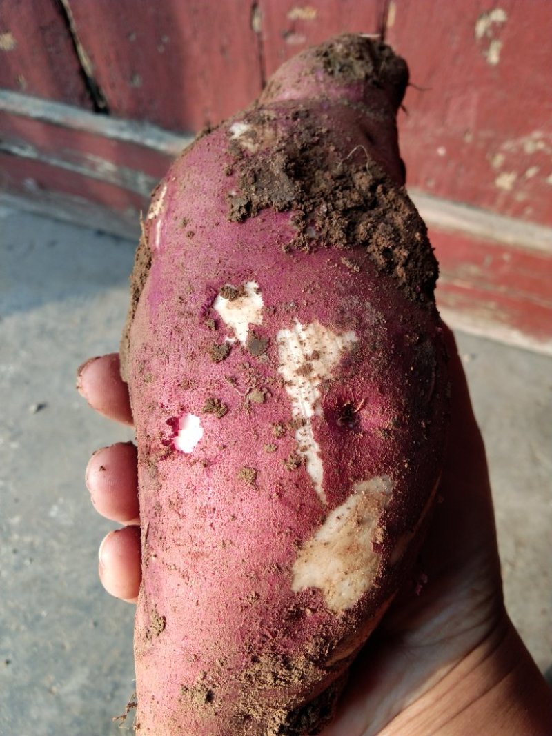 打粉红薯，