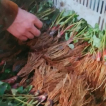 巧克力草莓苗