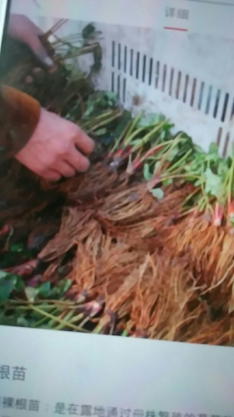 巧克力草莓苗