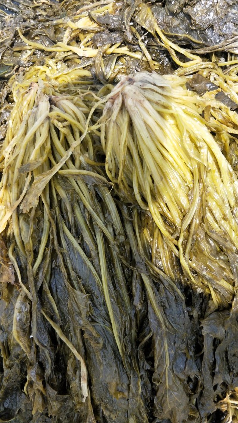 腌制雪菜