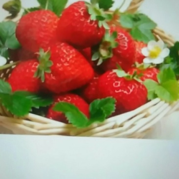 特甜巧克力草莓苗