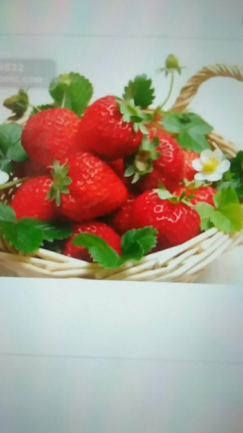 特甜巧克力草莓苗