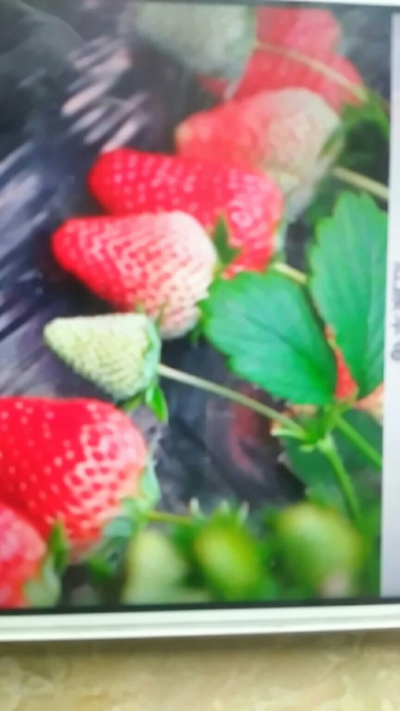 特甜巧克力草莓苗