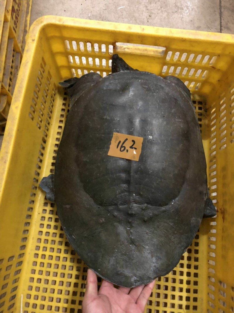 大甲鱼
