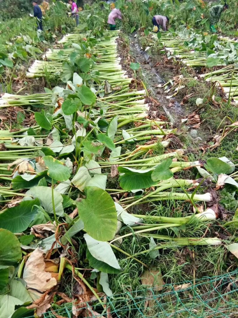 大量供应荔浦香芋