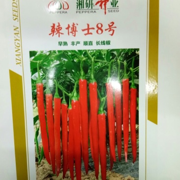辣椒种子薄皮线椒种子（辣博士8号）