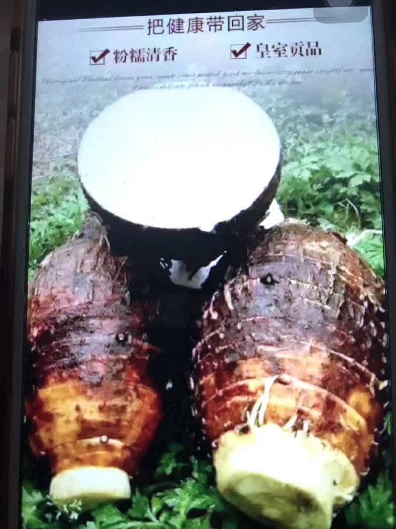 大量供应广西荔浦香芋