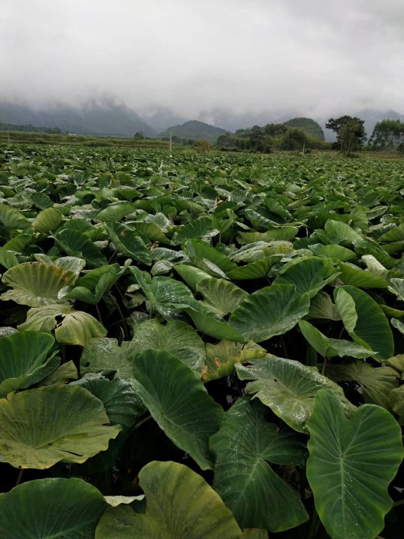 大量供应正宗广西荔浦香芋