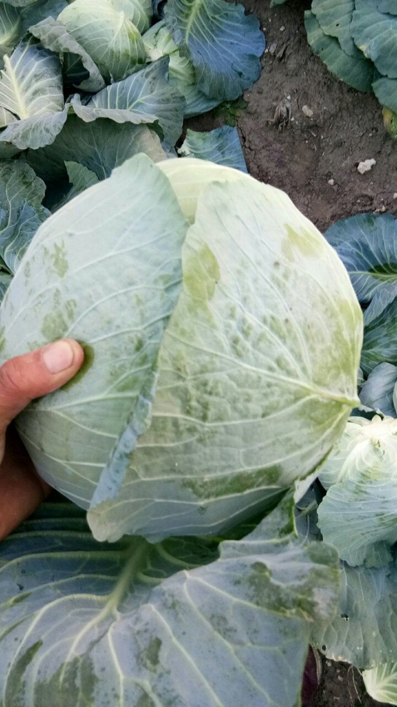 扁包菜，大量上市，产地直供，单棵2-5斤，3-6斤