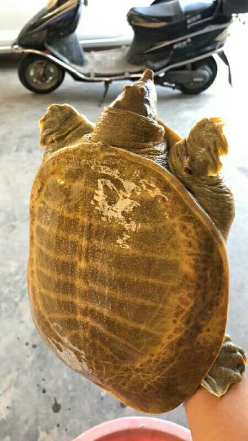 甲鱼