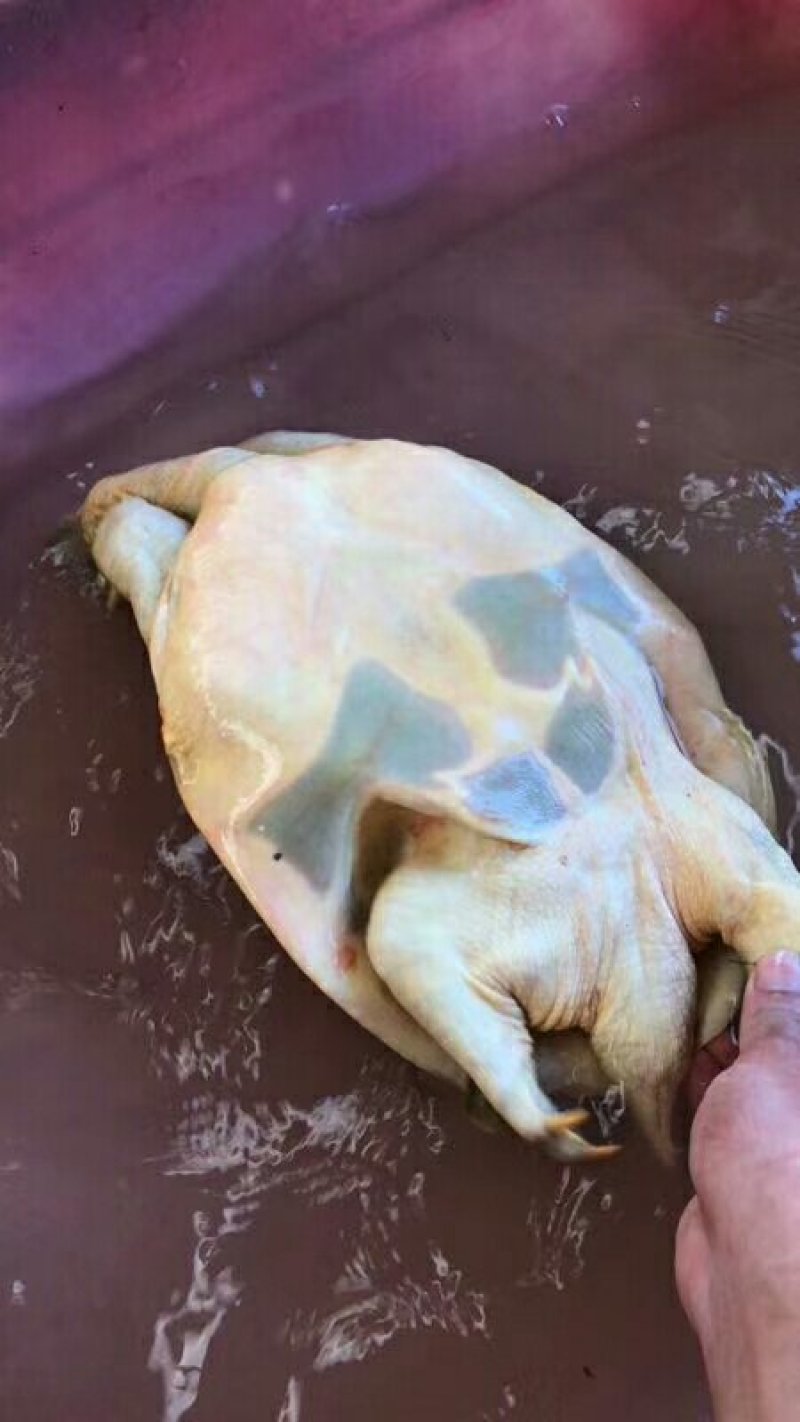 甲鱼