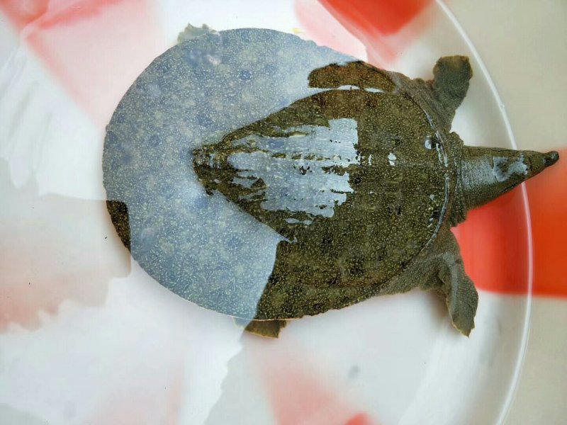 甲鱼
