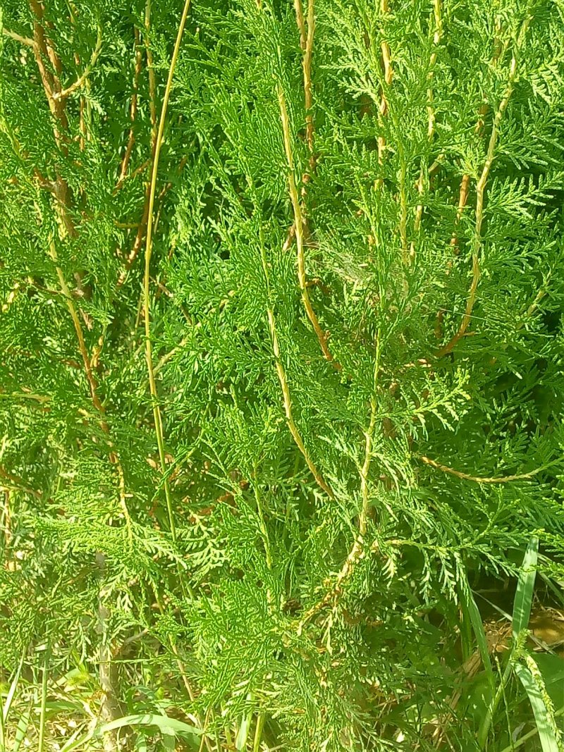 侧柏树苗