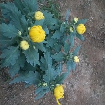大菊花