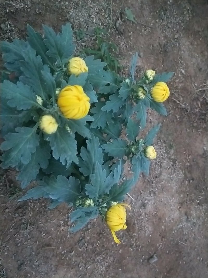大菊花