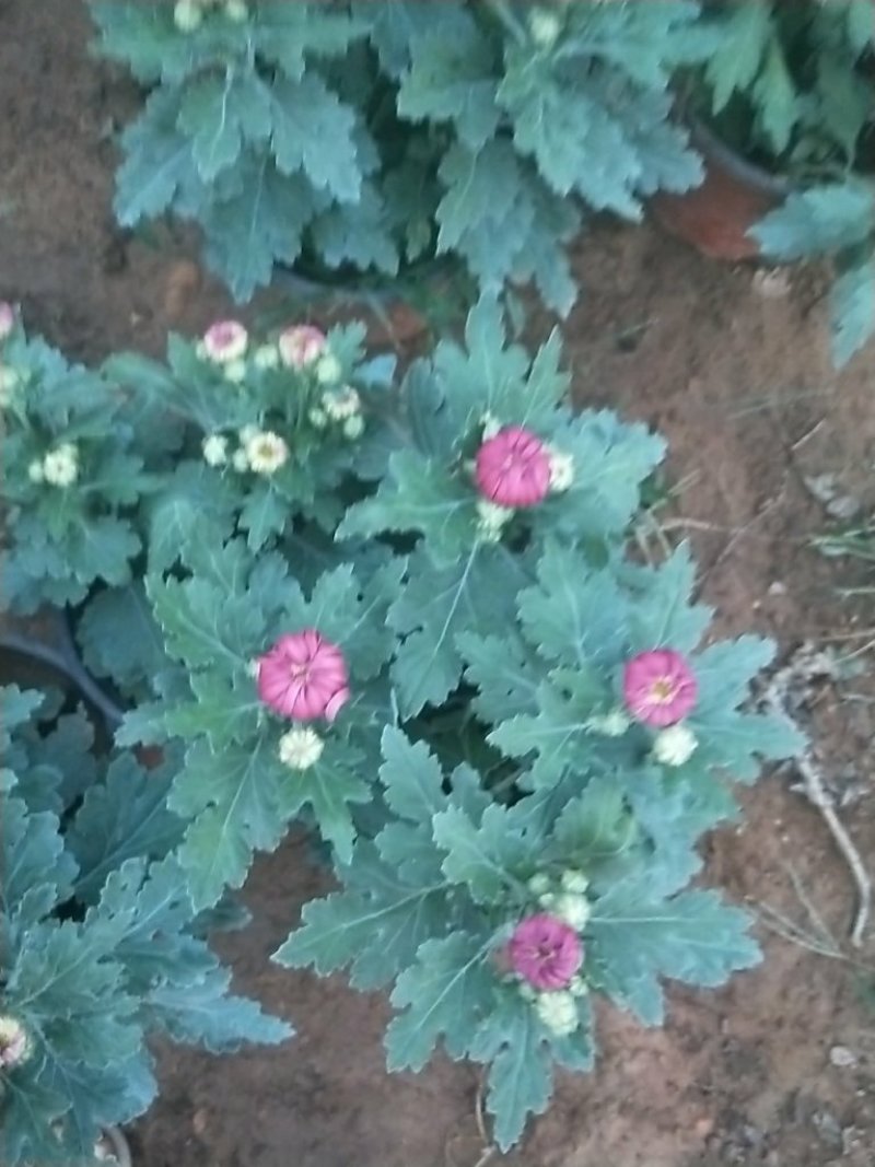 大菊花