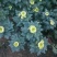 大菊花
