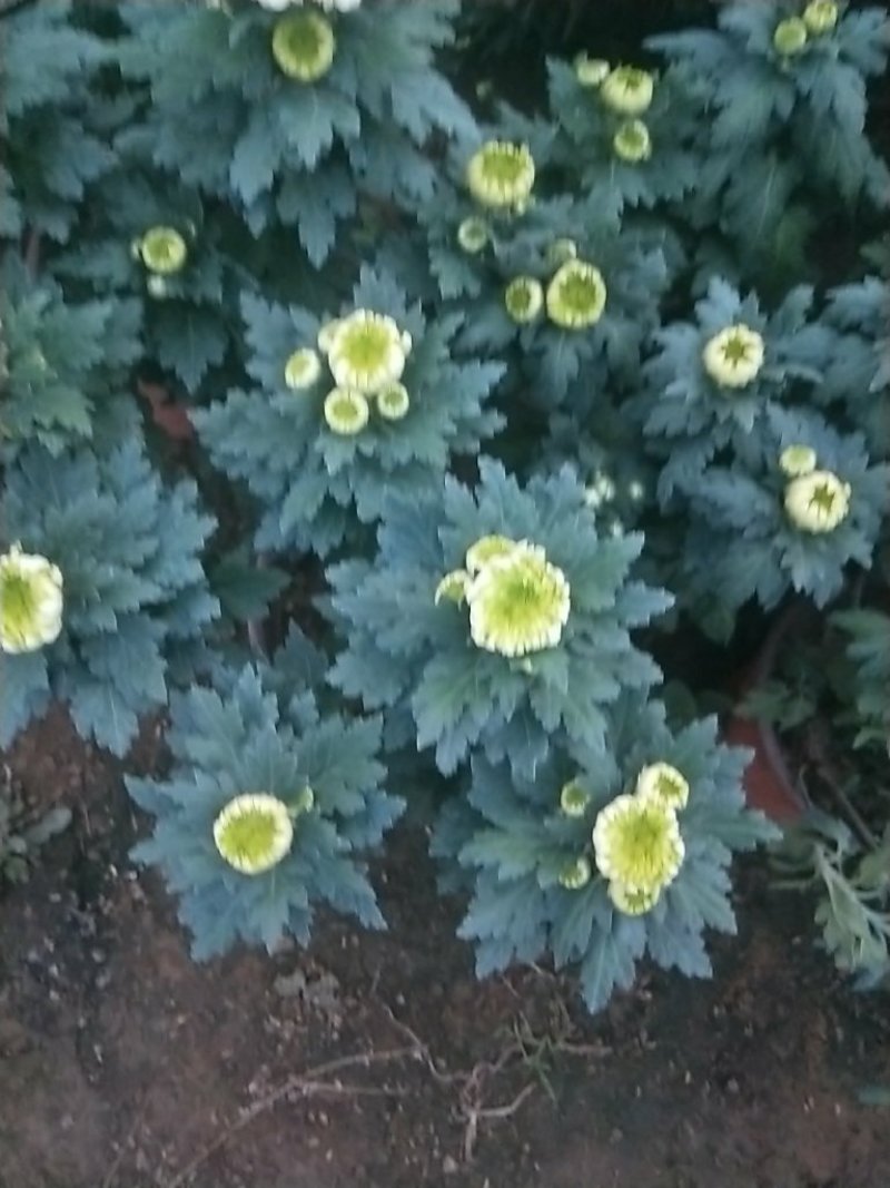 大菊花