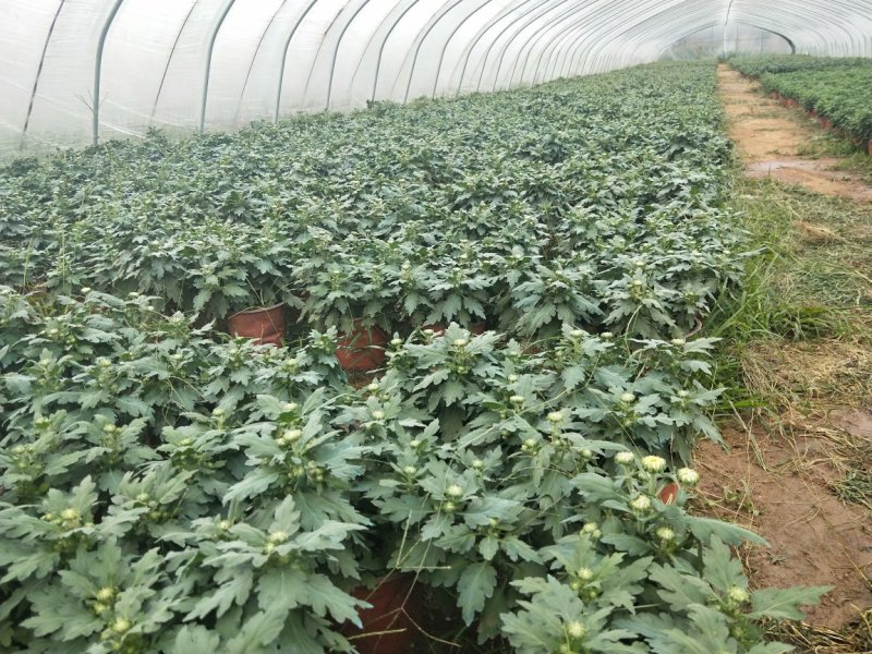 大菊花