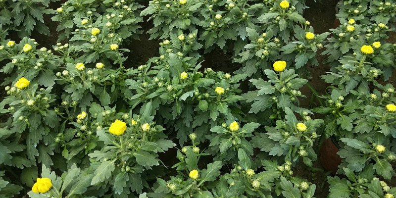 大菊花