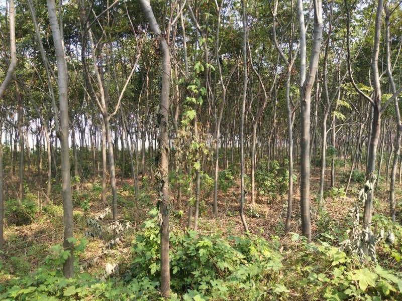 桂花树7----15公分