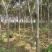 桂花树7----15公分