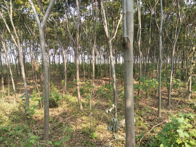 桂花树7----15公分