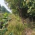 桂花树7----15公分
