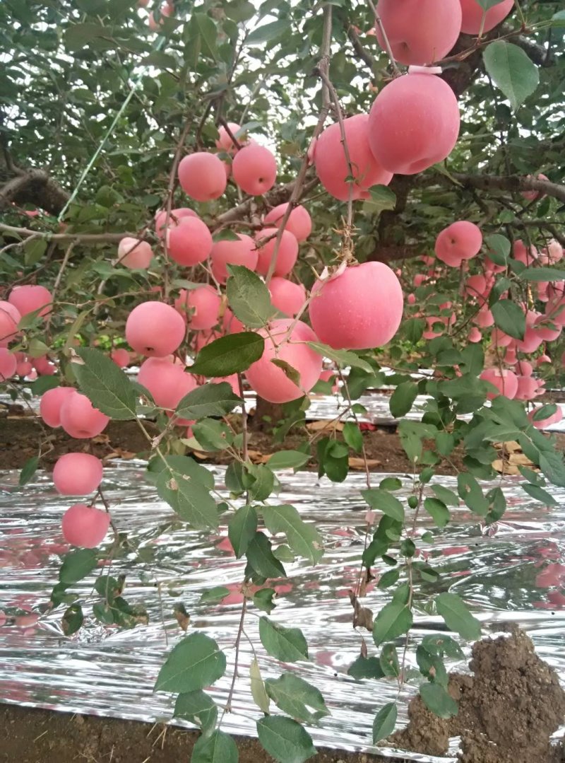 红富士苹果80mm以上纸袋