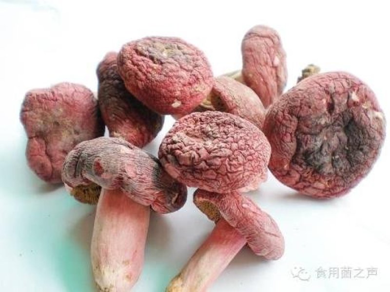 贵州野生松油菌，双花菌松菌