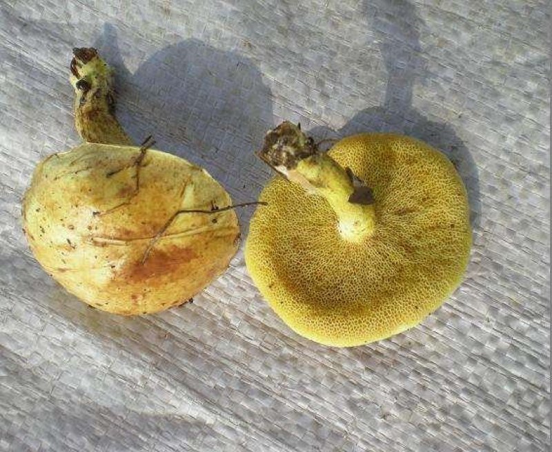 贵州野生松油菌，双花菌松菌