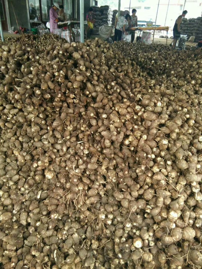 【精选】芋头大量上市，产地直发，价格便宜，保证质量