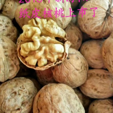 汾阳纸皮核桃批发
