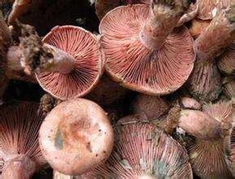 贵州纯野生菌
