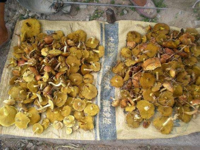 贵州纯野生菌