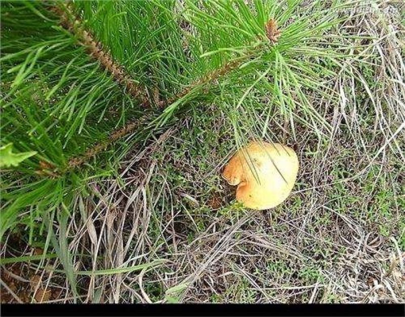 贵州纯野生菌
