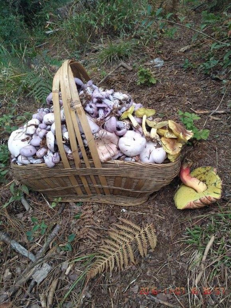 贵州纯野生菌